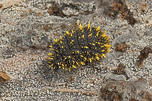 �����������  �� ����� ��������.