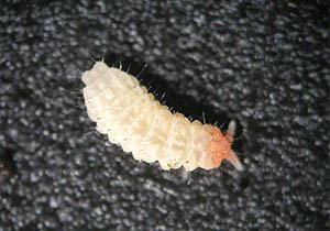 �����������  �� ����� ��������.