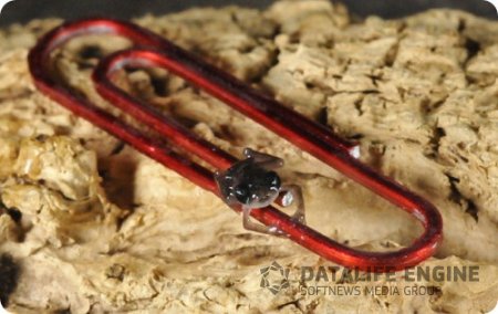 ����-������� �������